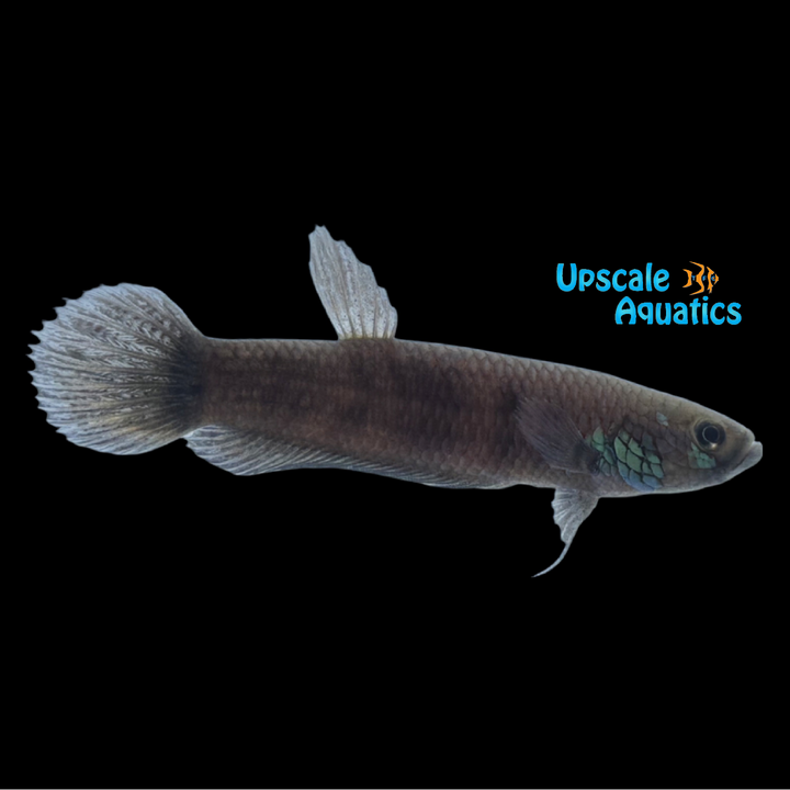 Betta Unimaculata - Wild