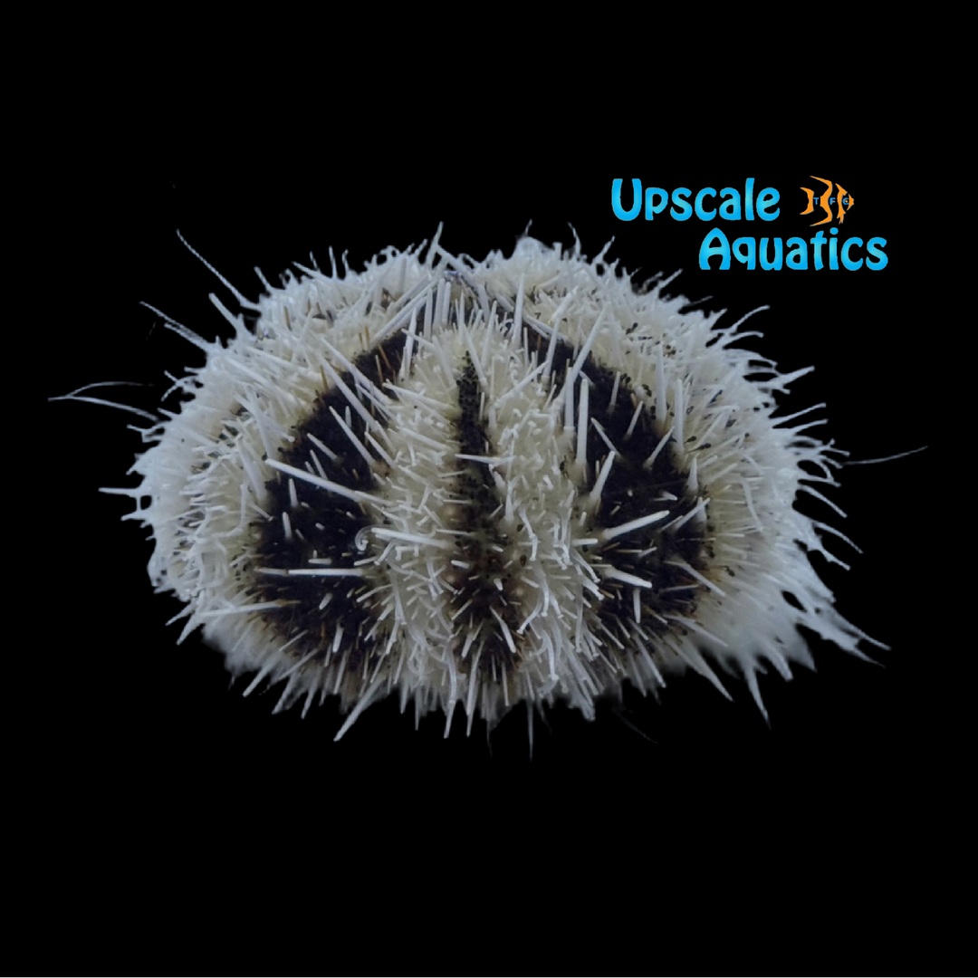 White Collector Urchin (Tripneustes gratilla) (Copy)