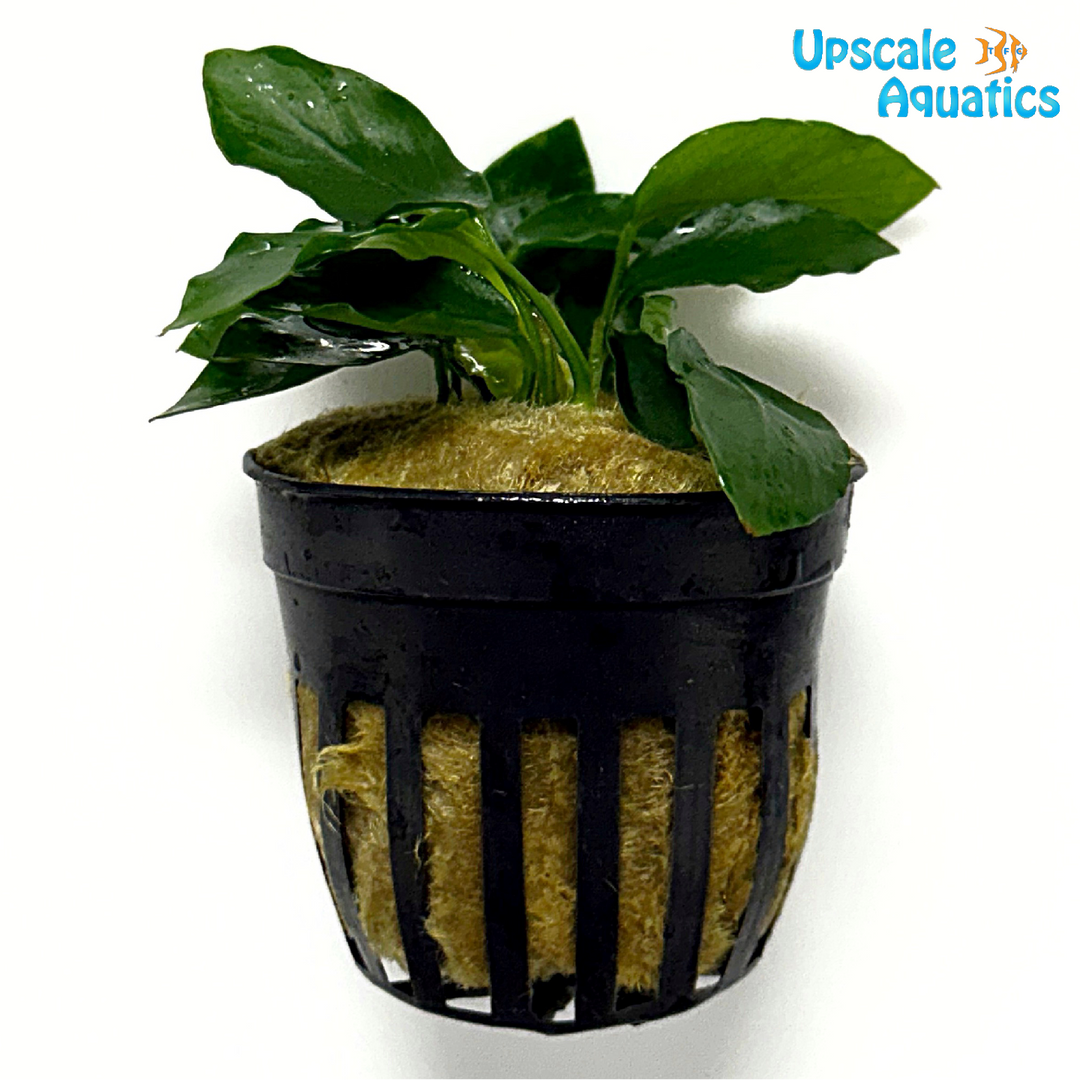 Long Wavy Anubias Nana (Anubias barter var nana 'long wavy')