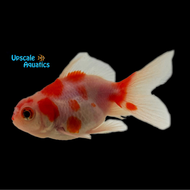 Assorted Oranda Goldfish (Carassius auratus)