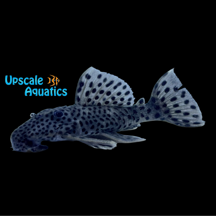 Sultan Pleco L264 (Leporacanthicus joselimai)