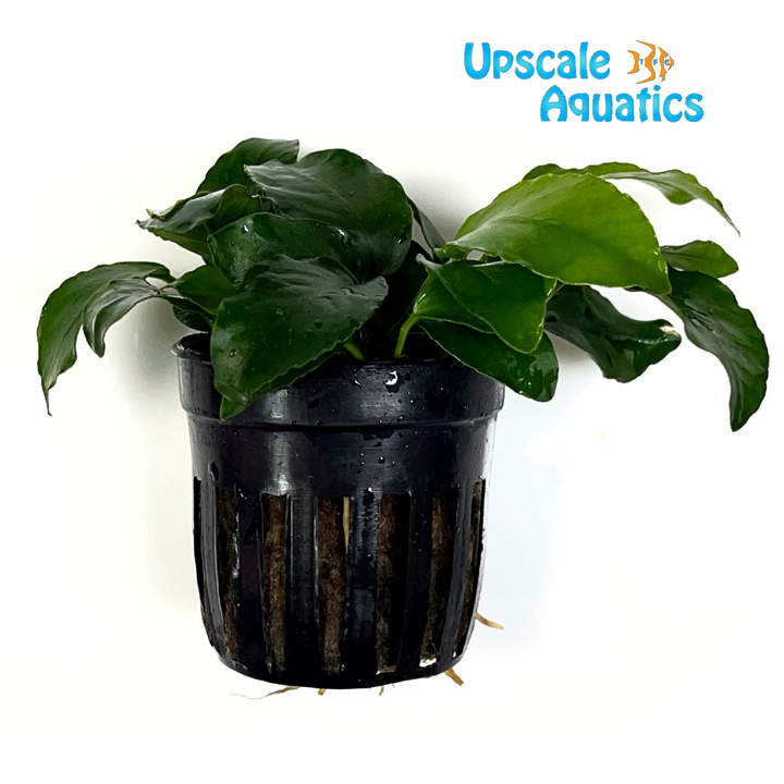 Wrinkle Leaf Anubias (Anubias barteri 'wrinkle leaf')