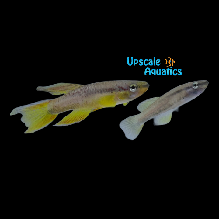 Splendid Killifish (Aphyosemion splendopleure)