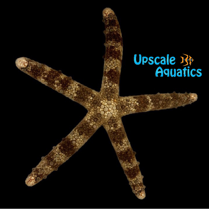 Mottled Sea Star (Nardoa tuberculata)