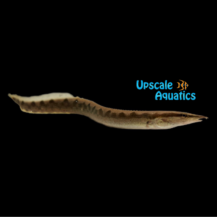 Malabaricus Spiny Eel (Mastacembelus malabaricus)