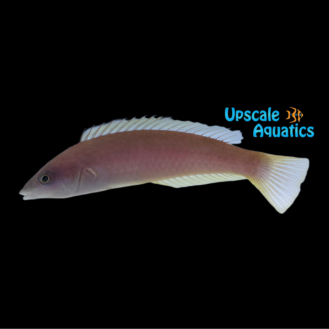 Smalltail Pencil Wrasse (Pseudojuloides cerasinus)