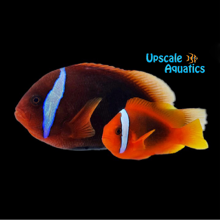 Tomato Clownfish - Wild (Amphiprion frenatus)