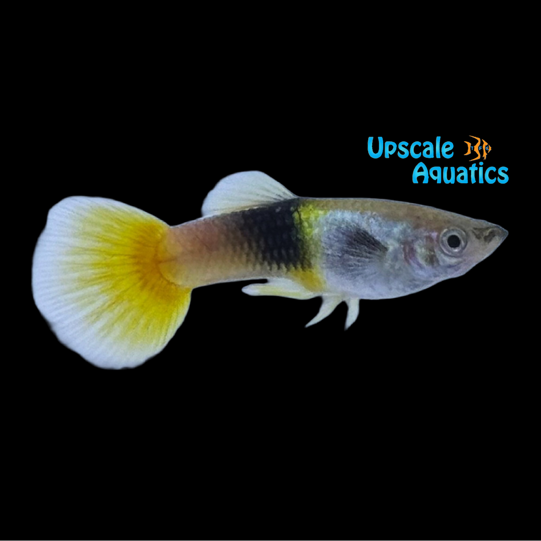 Bumblebee Guppy (Poecilia reticulata)