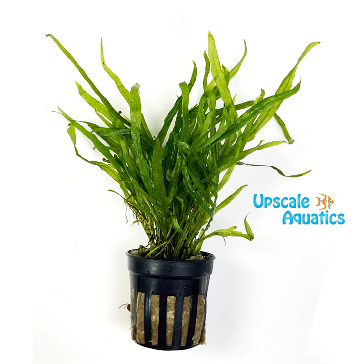 Mini Trident Java Fern (Microsorum pteropus mini trident)