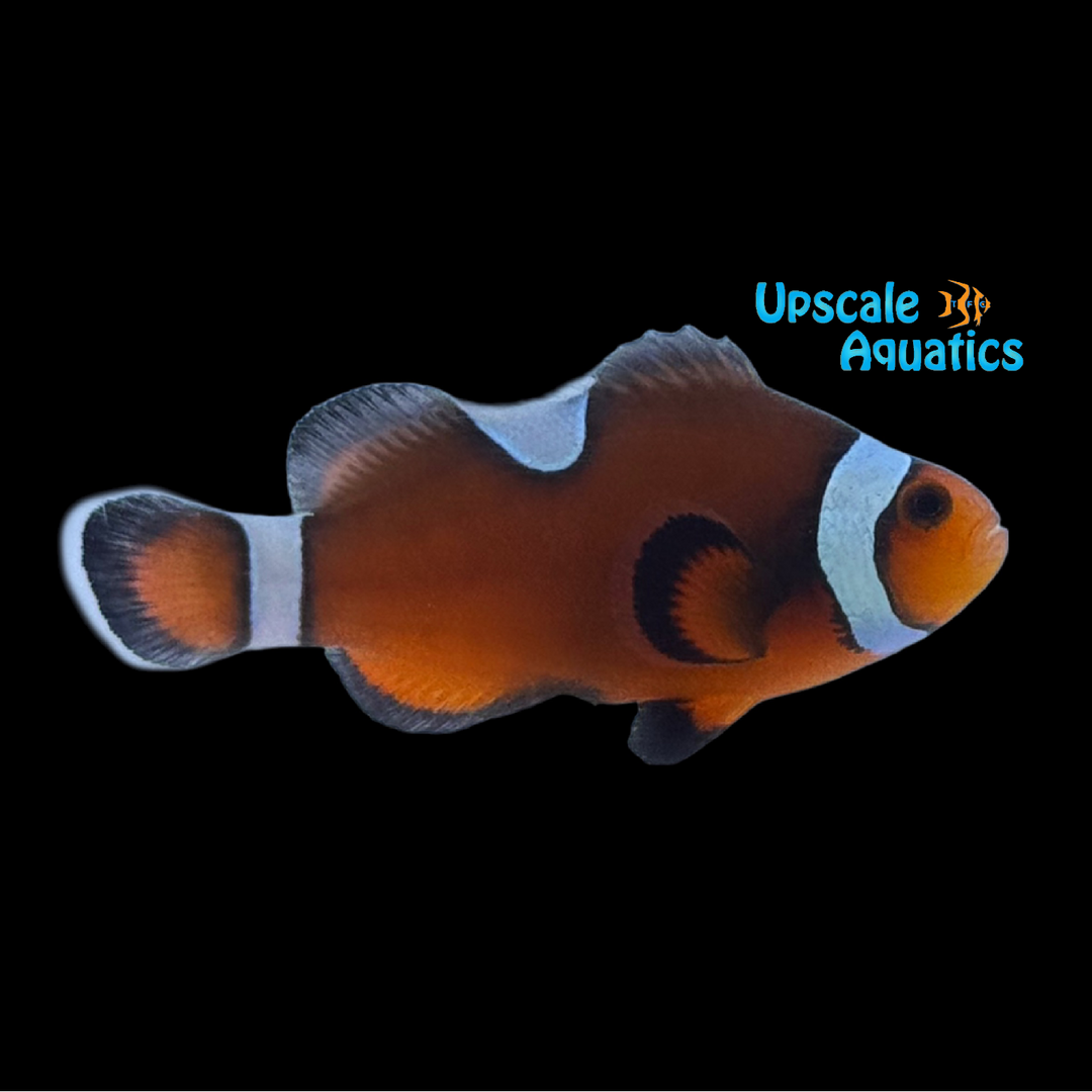 Misbar Mocha Clownfish (Amphiprion ocellaris)