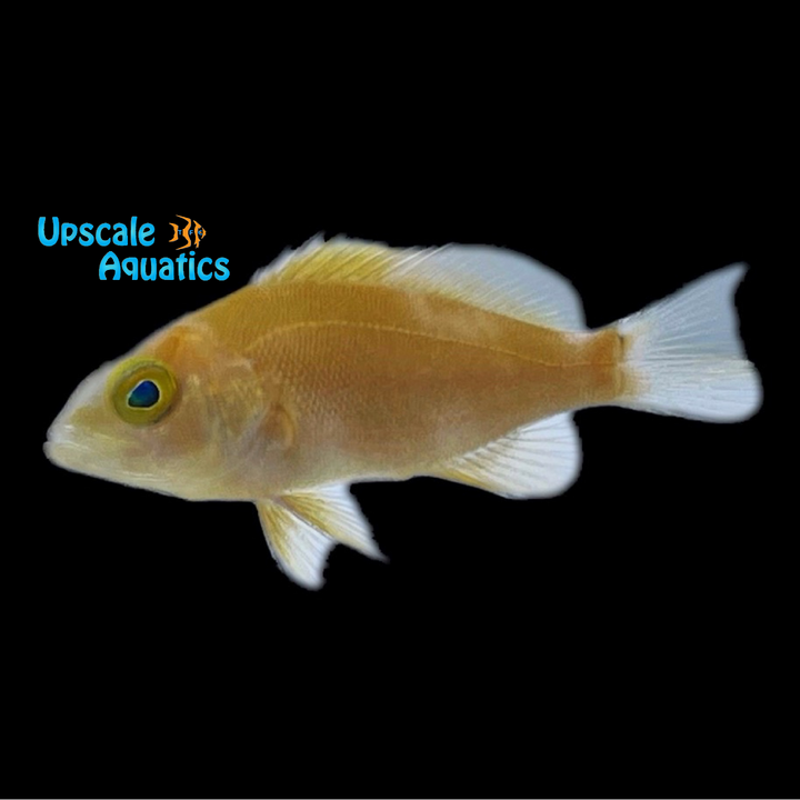 Tan 'Copper' Hamlet (Hypoplectrus randallorum)