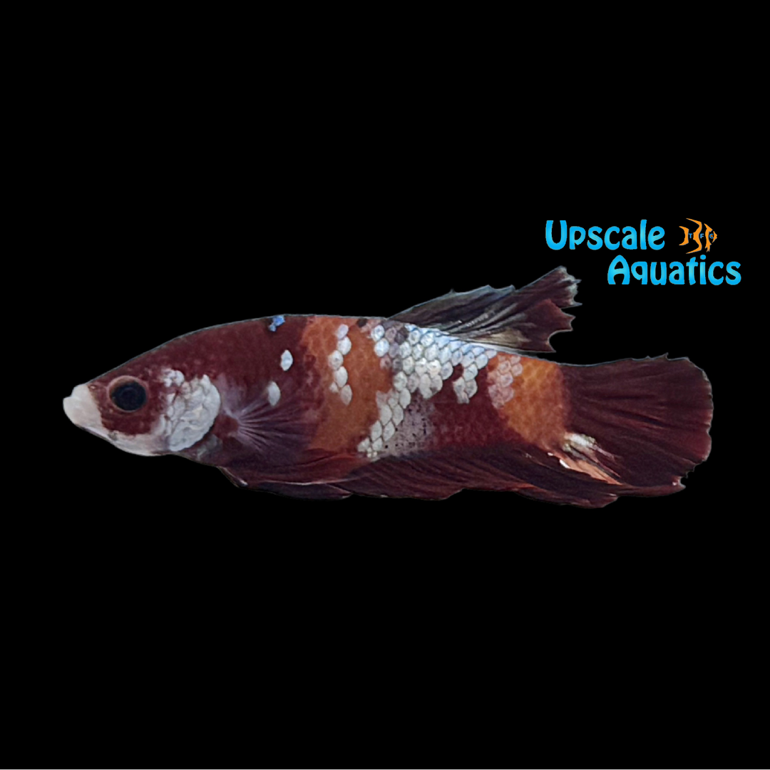 Copper Candy Koi Plakat Betta - Male (Betta splendens)
