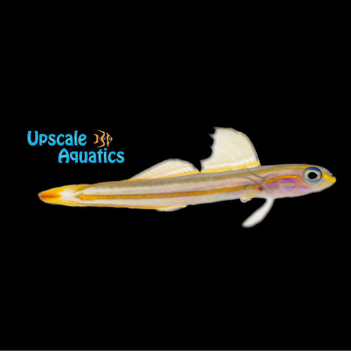 Lined Dartfish (Ptereleotris grammica)