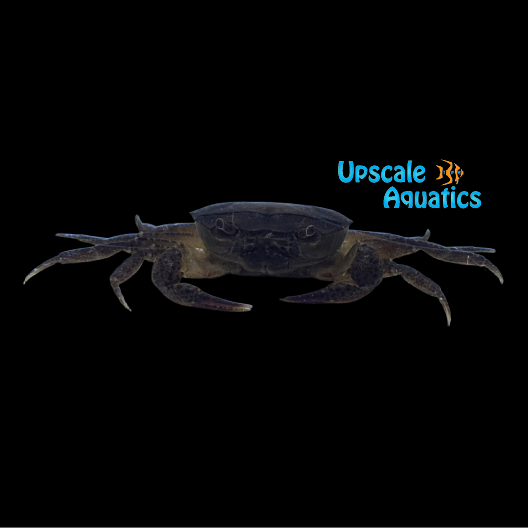 Sulawesi Fine Spotted Crab (Parathelphusa pallida)