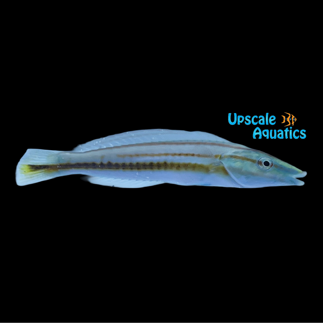 Pastel Ring Wrasse (Hologymnosus doliatus)