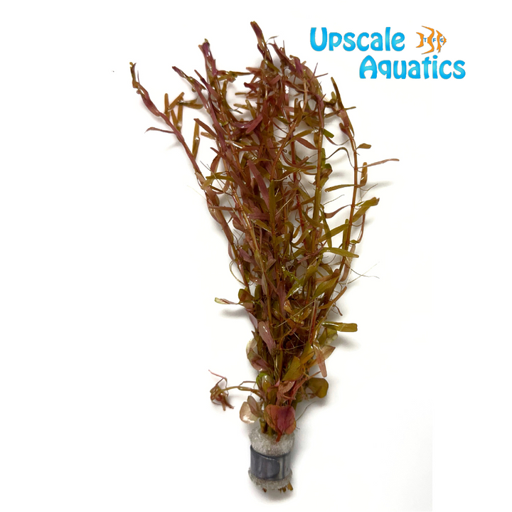 Rotala Manipurensis (Rotala rotundifolia manipurensis)