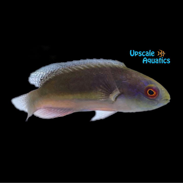 Blackfin Fairy Wrasse (Cirrhilabrus melanomarginatus)