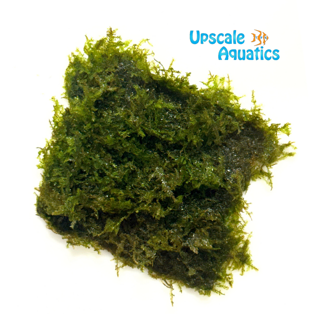 Mini Taiwan Moss (Taxiphyllum alterans)
