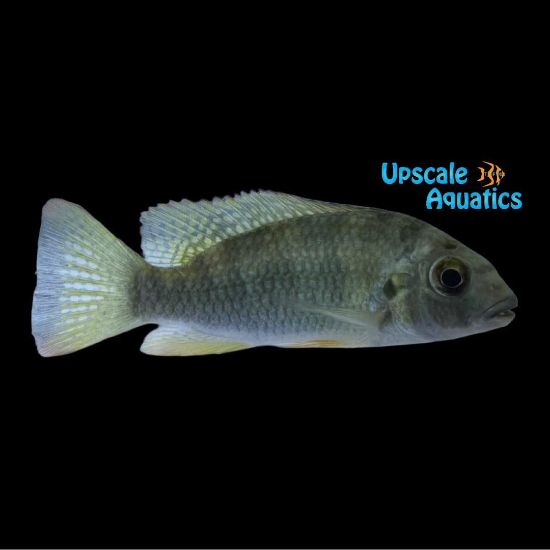 Louka Tilapia (Coptodon louka)