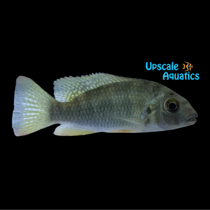 Louka Tilapia (Coptodon louka)