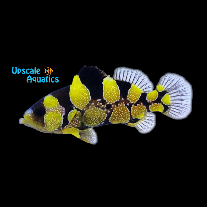 Golden Clown Grouper (Pogonoperca punctata golden)