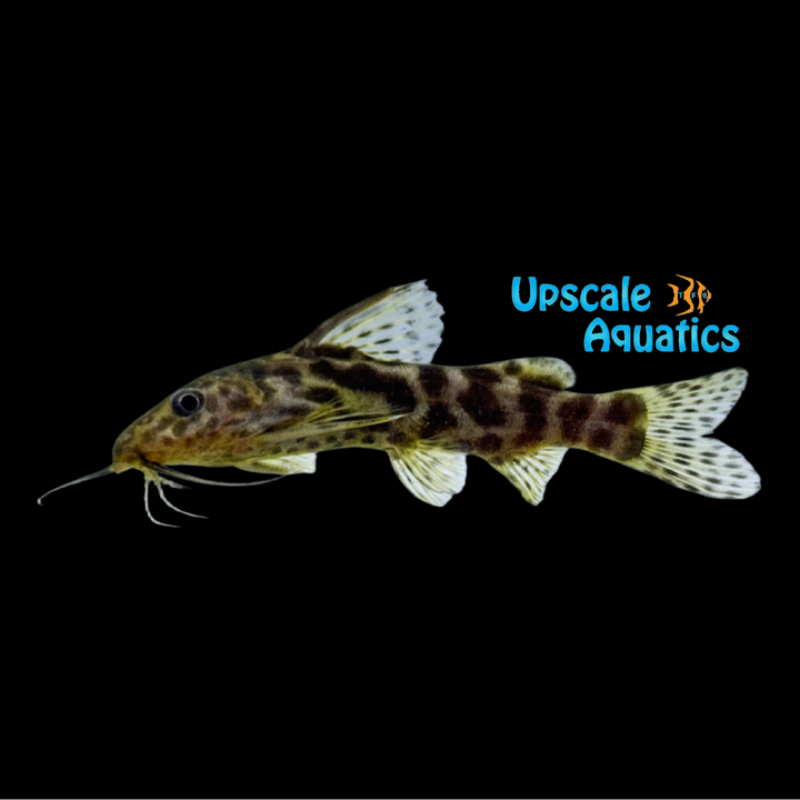 Synodontis Waterloti