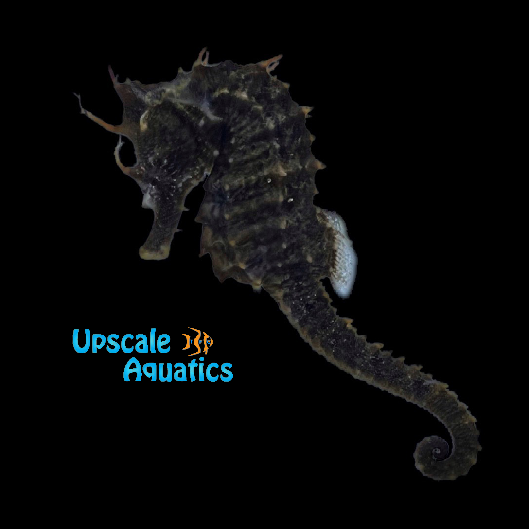 Erectus Seahorse - Wild (Hippocampus erectus) – Upscale Aquatics