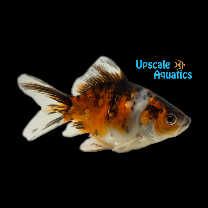 Nymph Goldfish (Carassius auratus)