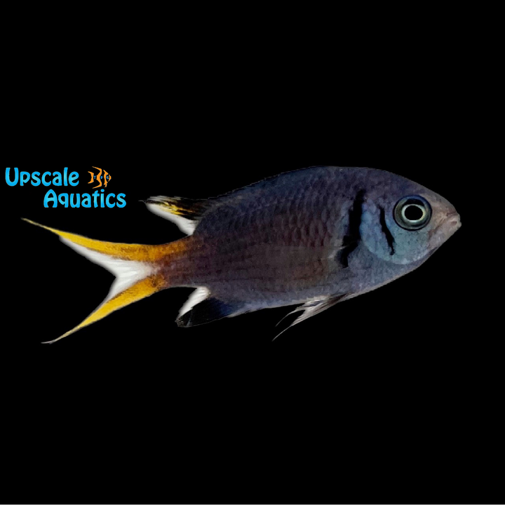 Paletail Chromis (Chromis xanthura)
