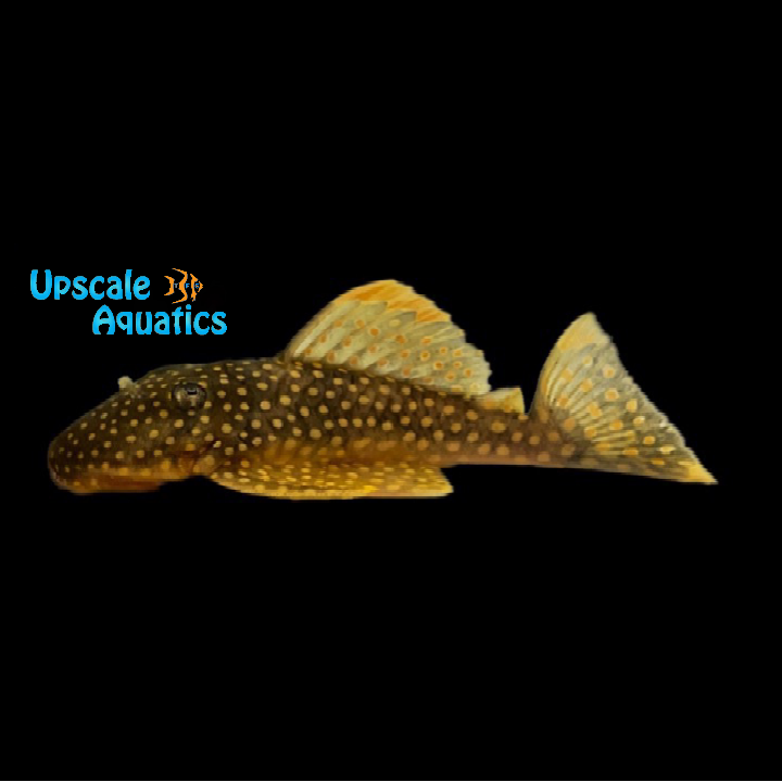 Gold Nugget Pleco L018 (Baryancistrus xanthellus)