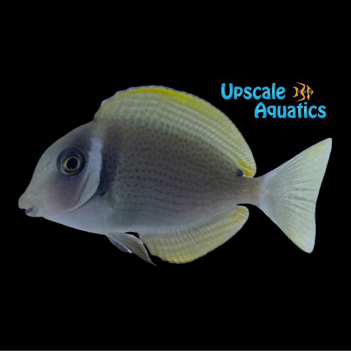 Whitebar Tang (Acanthurus leucopareius)