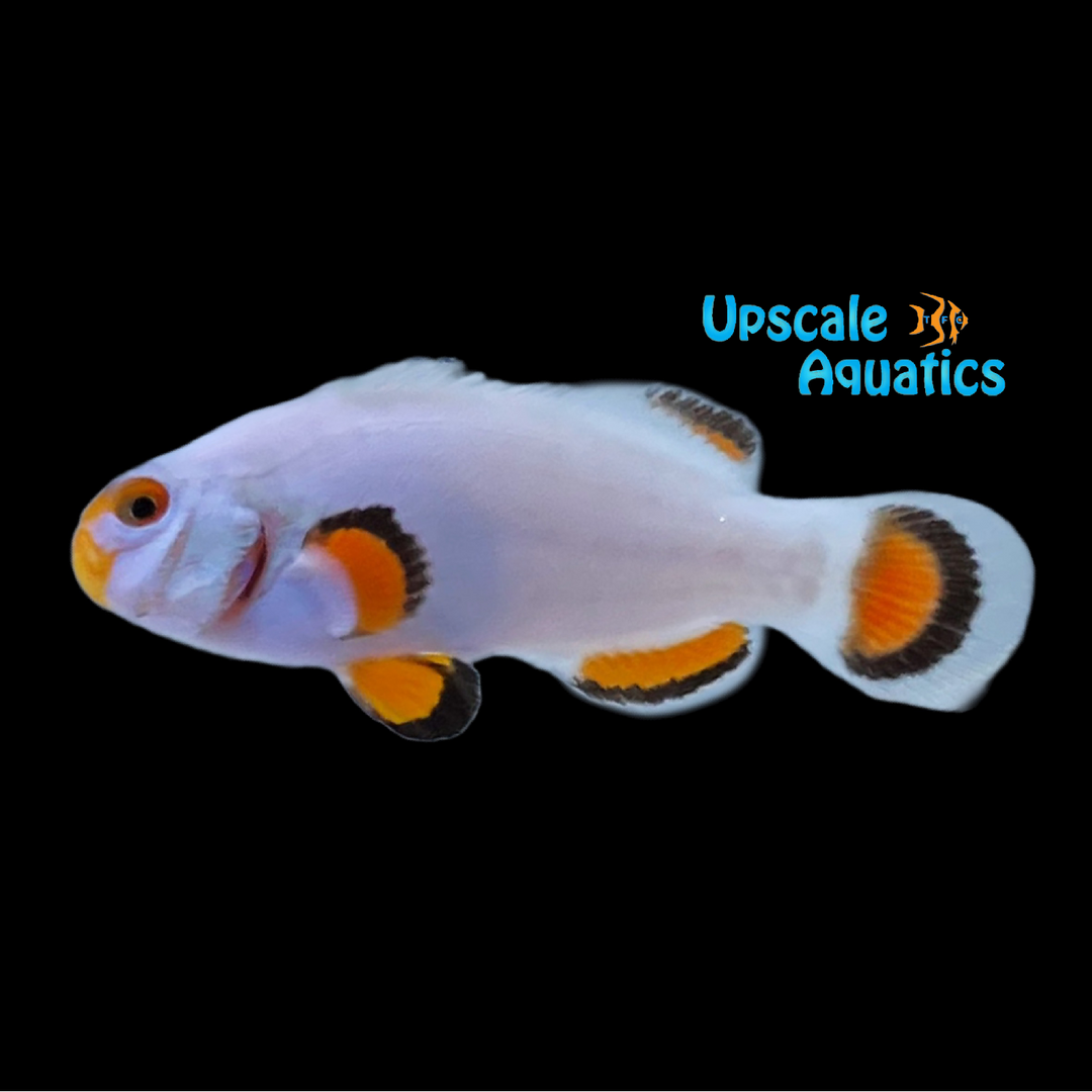 Platinum Clownfish (Amphiprion percula)