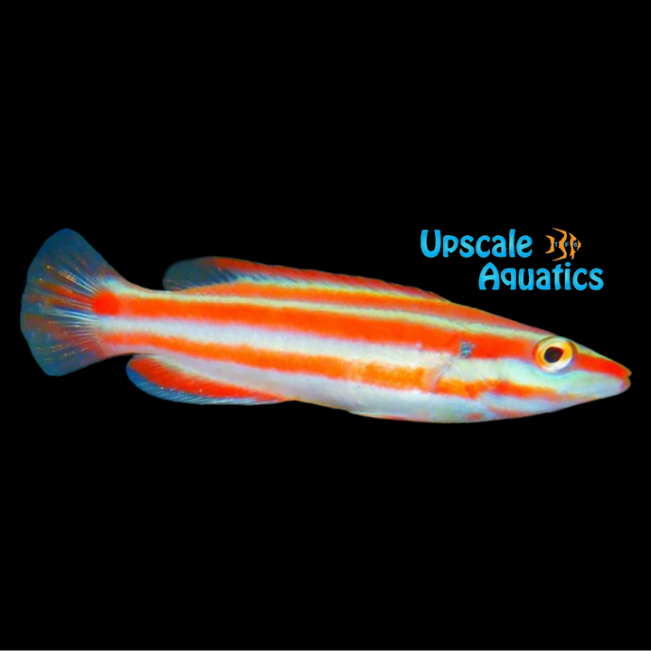 Marshall Island Hogfish (Bodianus neopercularis)