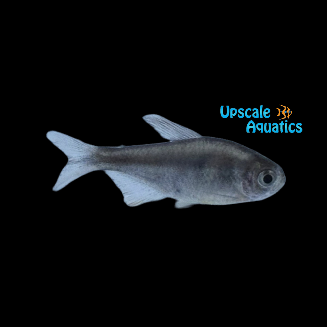 Steel Blue Tetra (Hyphessobrycon weitzmanorum)