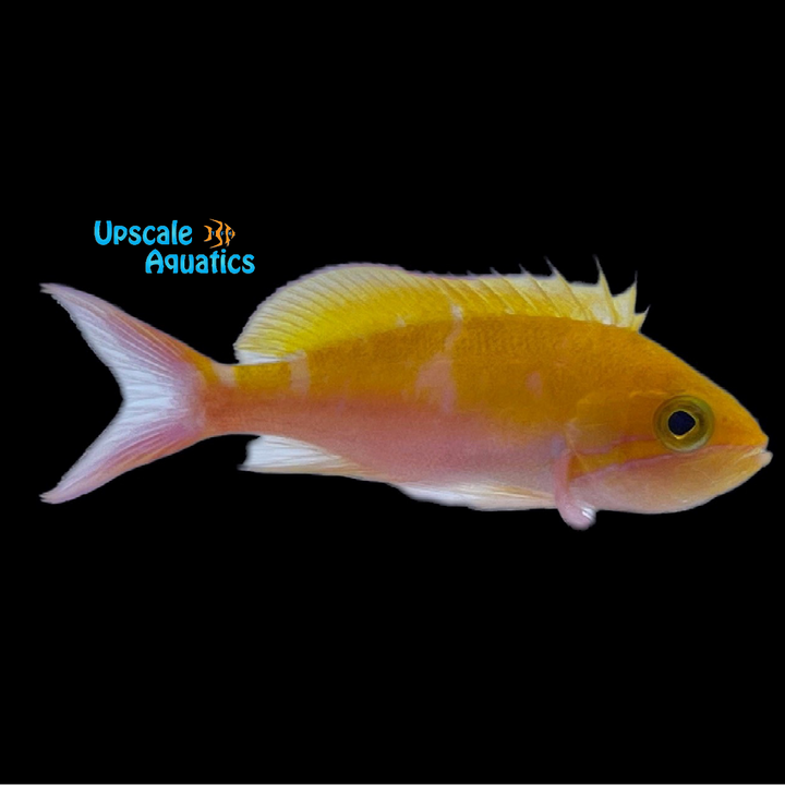 Bicolor Anthias (Pseudanthias bicolor)