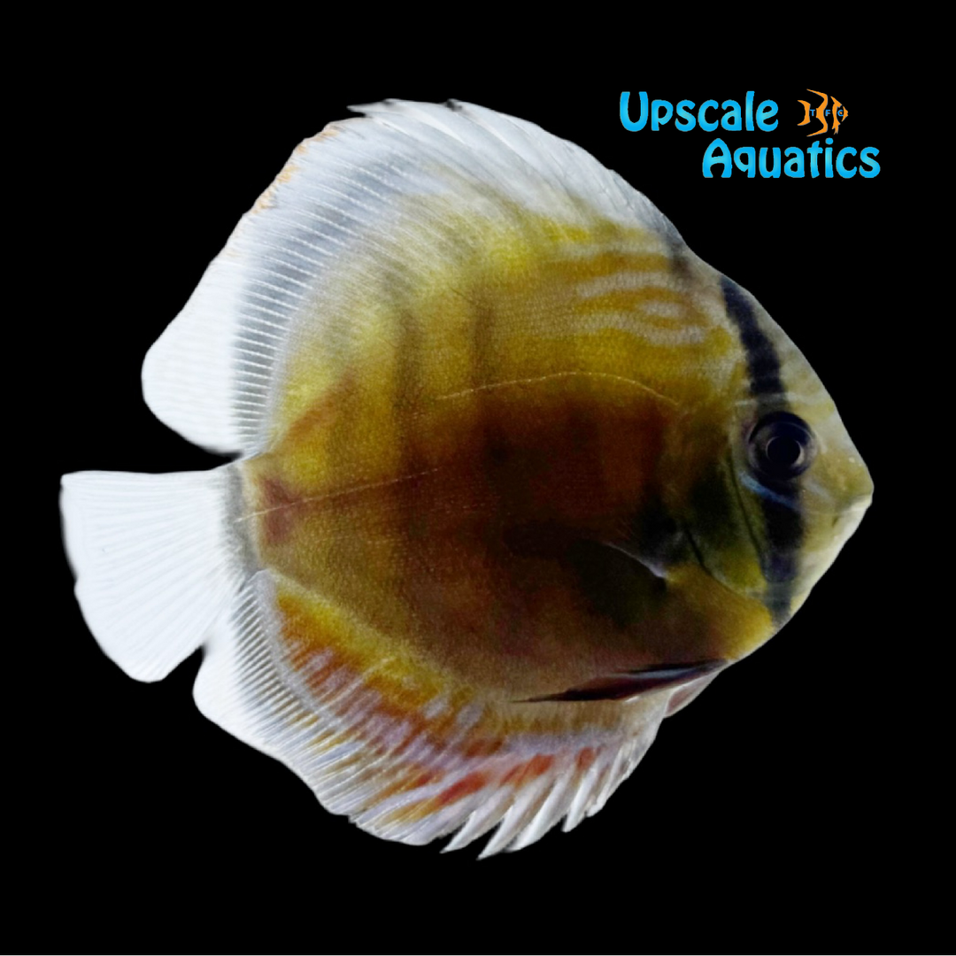 Tefe Green Discus - Wild (Symphysodon tarzoo)