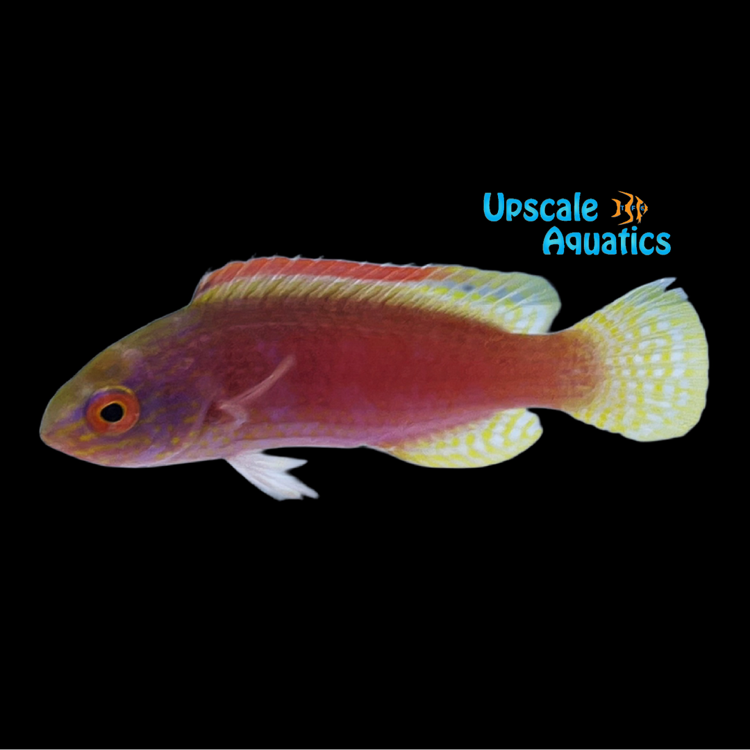 Pink Margin Fairy Wrasse (Cirrhilabrus rubrimarginatus)