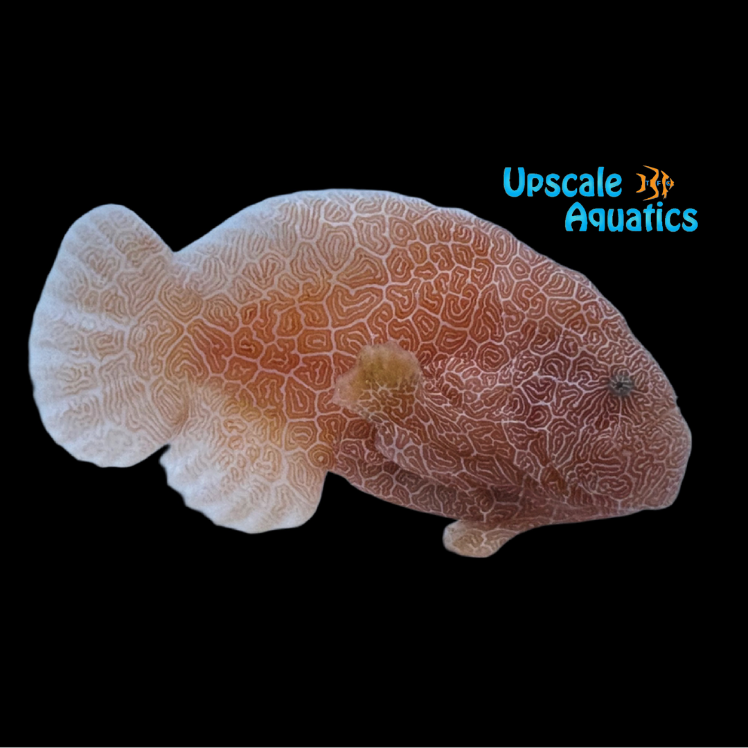 Cryptic Angler (Histiophryne cryptacanthus)