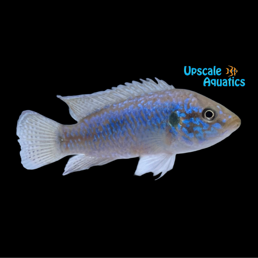 Turquoise Jewel Cichlid (Hemichromis bimaculatus)