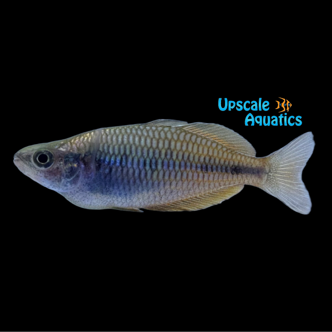Sunset Dwarf Rainbowfish (Melanotaenia parva)