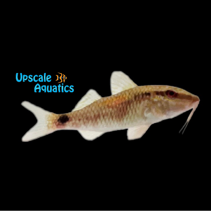 Long Barbel Goatfish (Parupeneus macronemus)