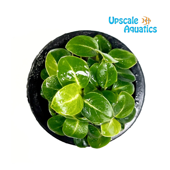Mini Stardust Anubias (Anubias sp. stardust mini)