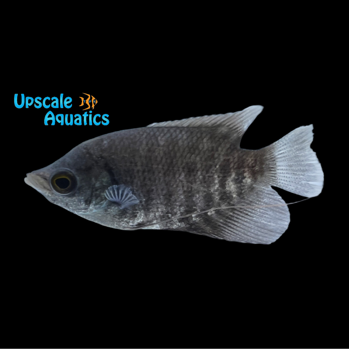 Giant Gourami (Opshronemus goramy)