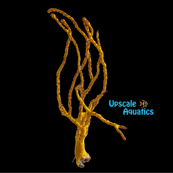 Yellow Finger Gorgonian (Diodogorgia nodulifera)