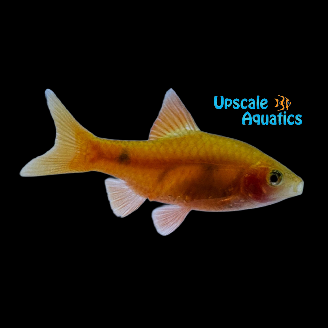 Red Glass Barb (Pethia conchonius var.)