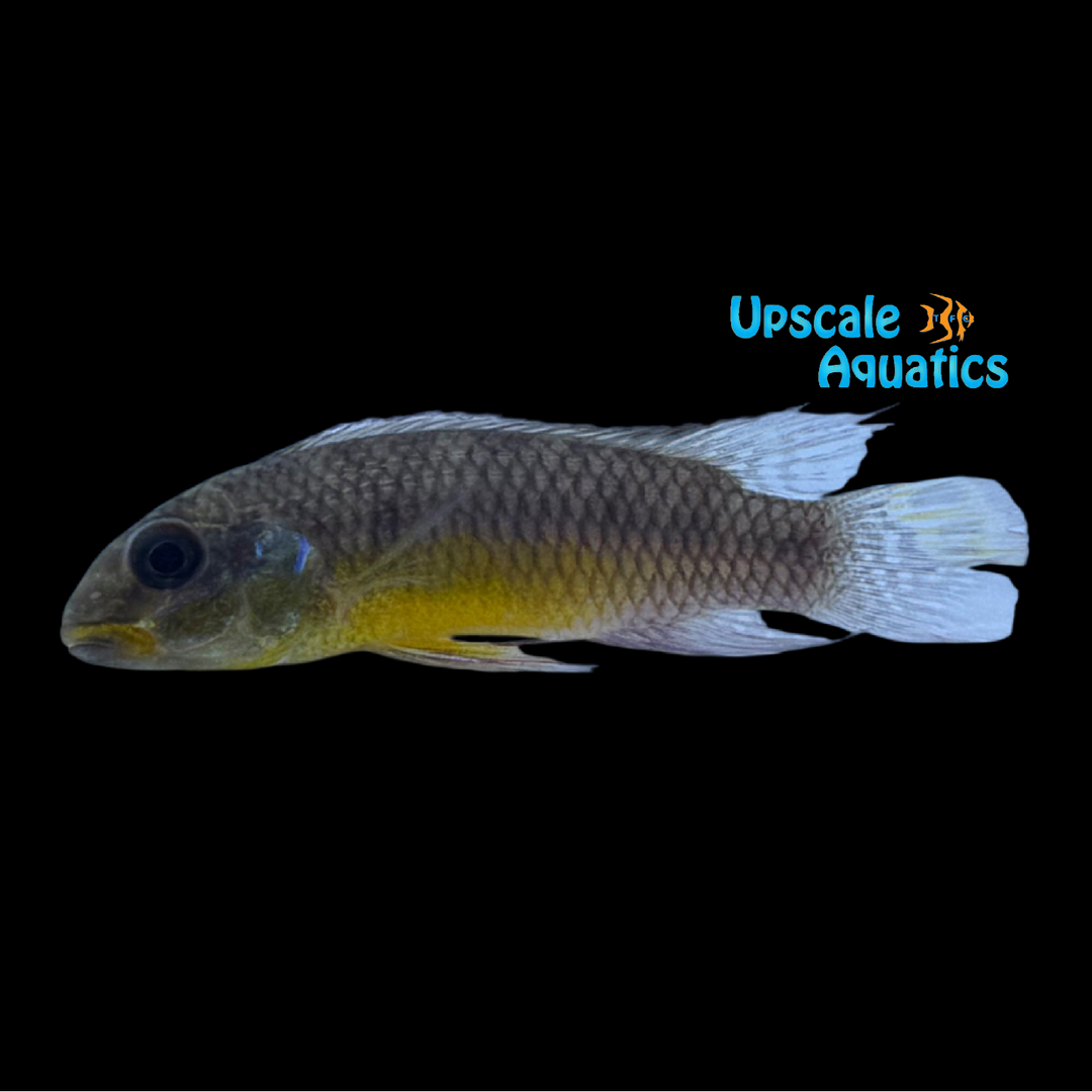 Kribensis Cichlid 'Lokunje' (Pelvicachromis taeniatus 'Lokunje')