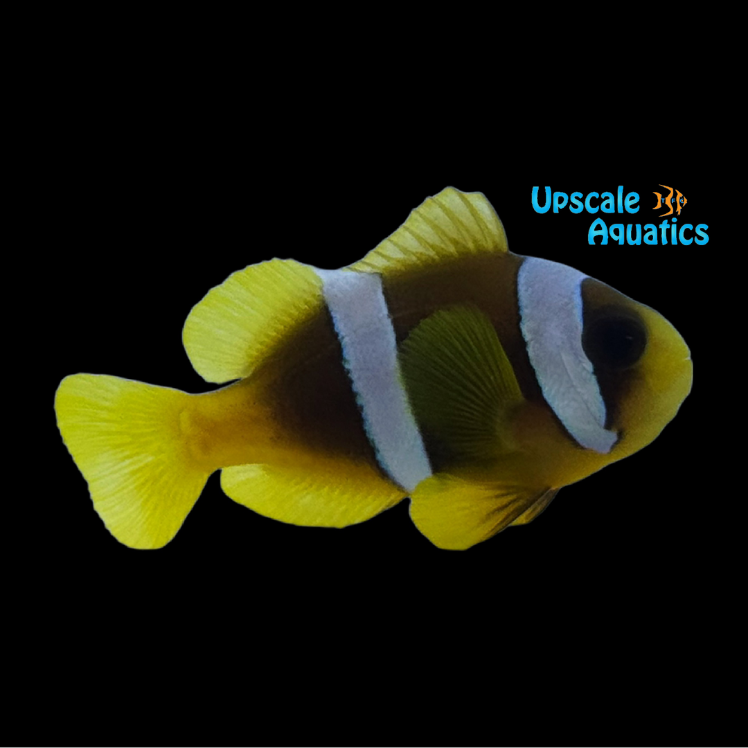 Madagascar Clownfish - Captive Bred (Amphiprion latifasciatus)