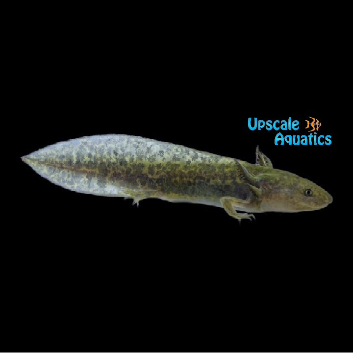 GFP Wild Type Axolotl (Ambystoma mexicanum)