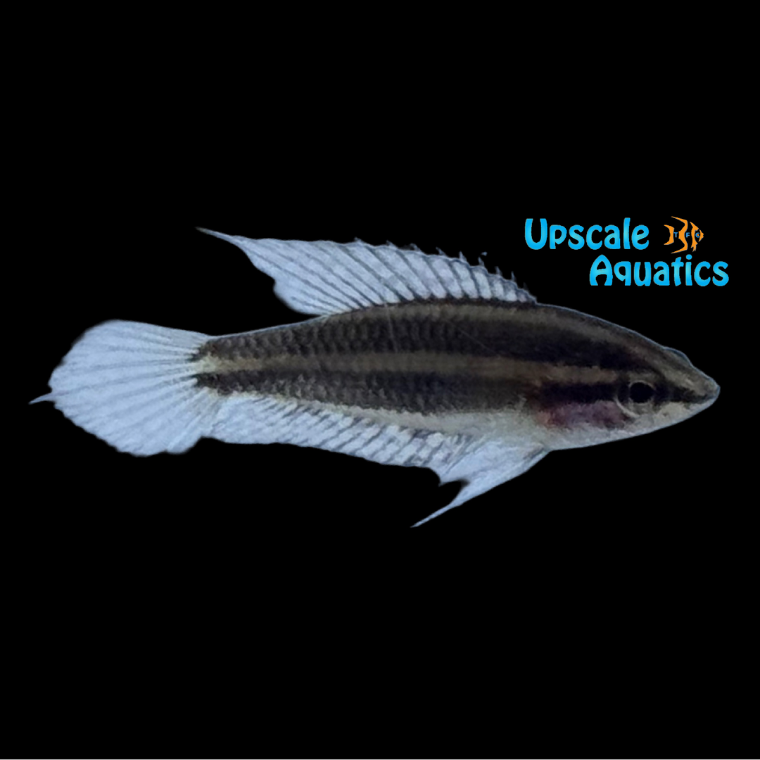 Moon Spot Licorice Gourami (Parosphromenus linkei)