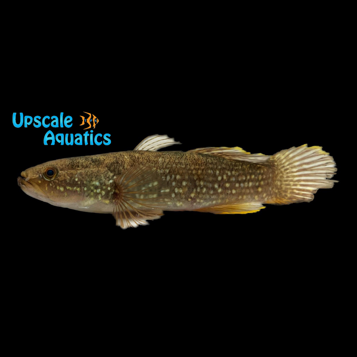 Spangled Gudgeon (Ophiocara porocephala)